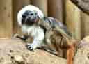 動物図鑑・ワタボウシタマリン 4
